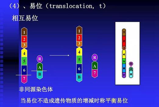 平衡易位染色体携带者如何怀上健康的孩子？